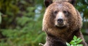 Today's market downturn: big bear or baby bear?