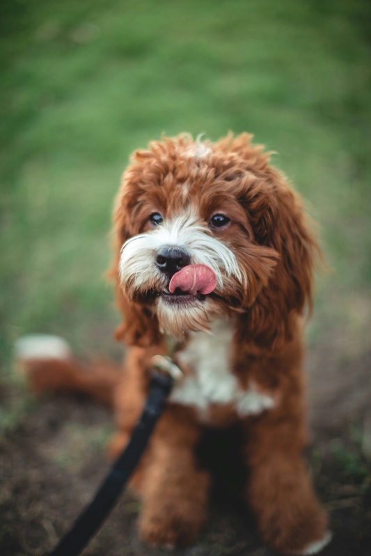 Beyond the Spreadsheet: Why Your Pets Belong in Your Estate Plan
