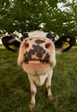 Tax-Free Cash Cow?