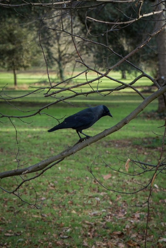 The Crow & the Pitcher