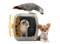 Taking Care of Pets During a Disaster