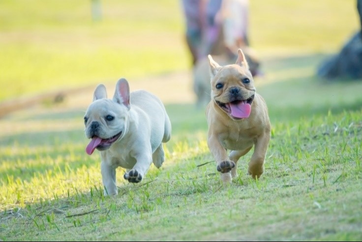 Fed Pause & Frenchies