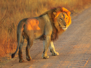 Stop looking for lions