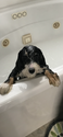 What is the Wash-Sale Rule?