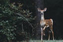 Oh Deer!
