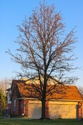 Understanding Tree Damage & Your Homeowners Insurance