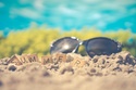 Unpacking the Summer Economy