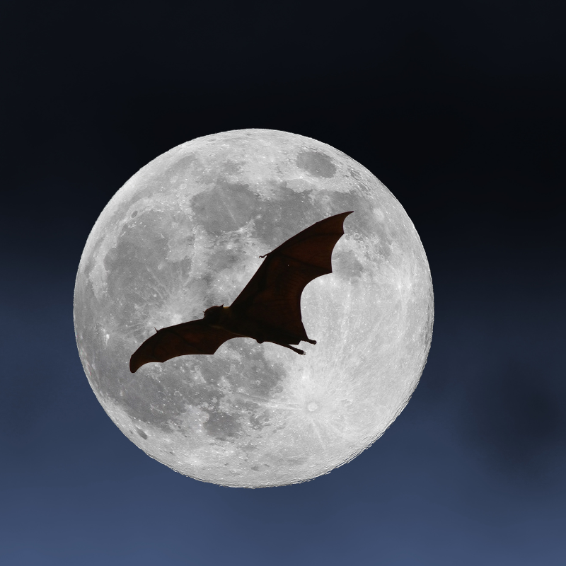 A Vampire’s Curse: The Perils of Outliving Your Retirement Savings