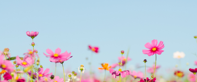 Spring Has Sprung: Time to Refresh Your Retirement Plan