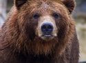 7 Things To Know Now That The Bear Is Here