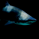 The Hungry Shark