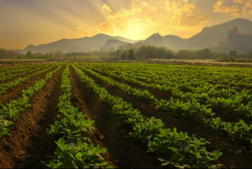 Is Abundance Rational?