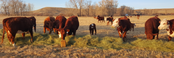 Selling Hay vs. Feeding Hay
