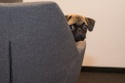 The Popularity of Pet-Friendly Perks