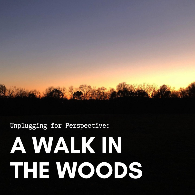 Unplugging for Perspective: A Walk in the Woods