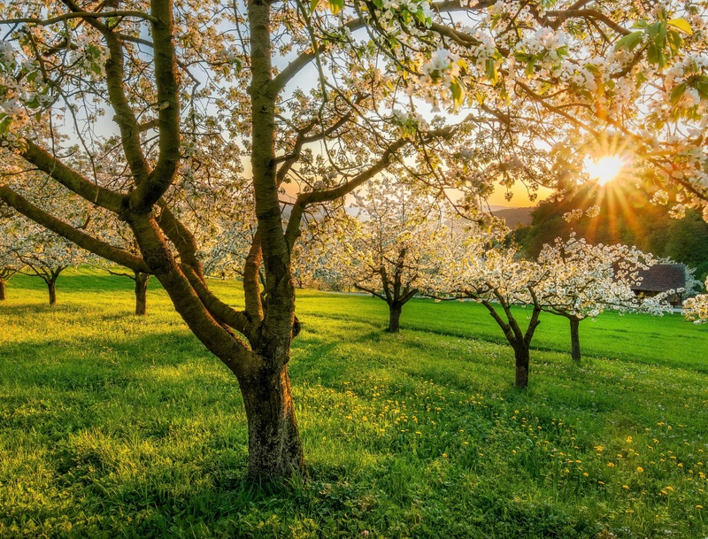 How to Prepare Your Home for Spring Storm Season in Rome, GA