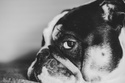 Who Likes Bulldogs? Stubborn but Loyal