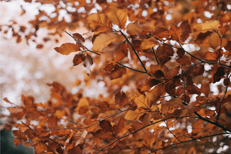Fall Letter