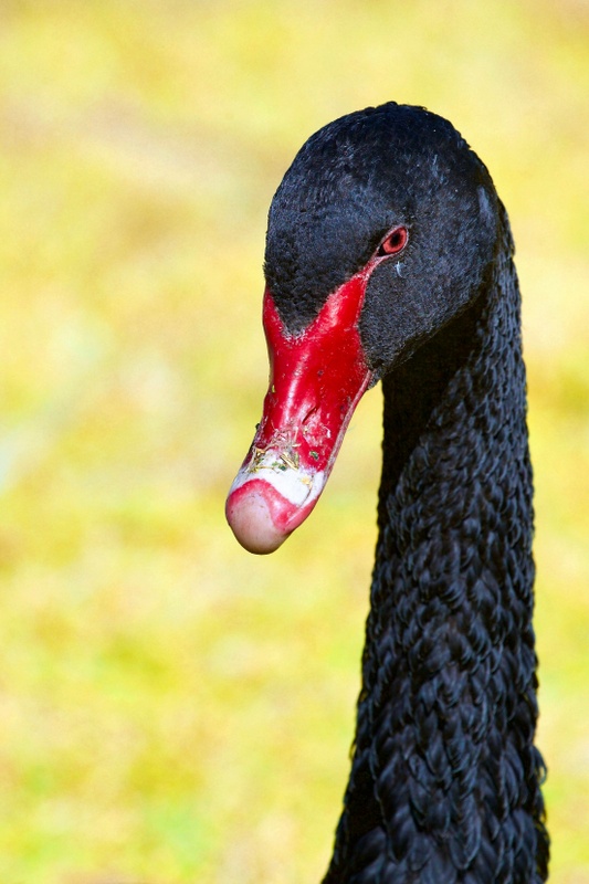 Weekly Market Insights - February 3, 2025