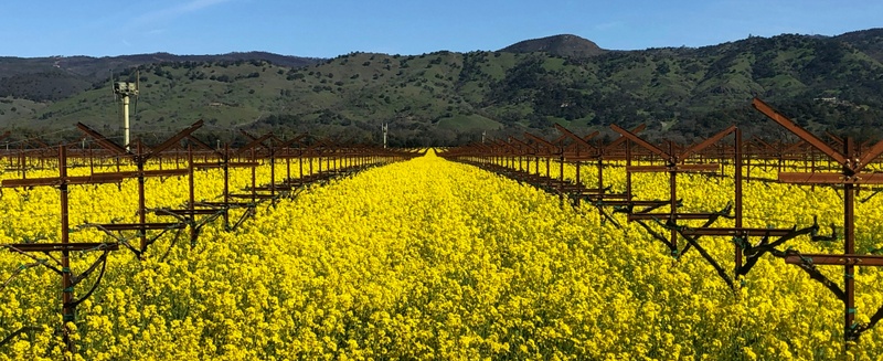 Mustard starting to bloom in the Valley