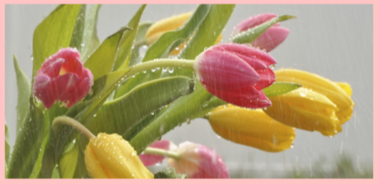 C'mon May, let's Bloom!
