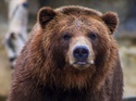How to Survive a Bear (Market) Attack