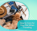 How to Care for Your Pet When Traveling