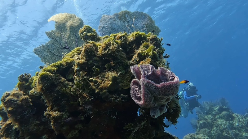 World Ocean Day!