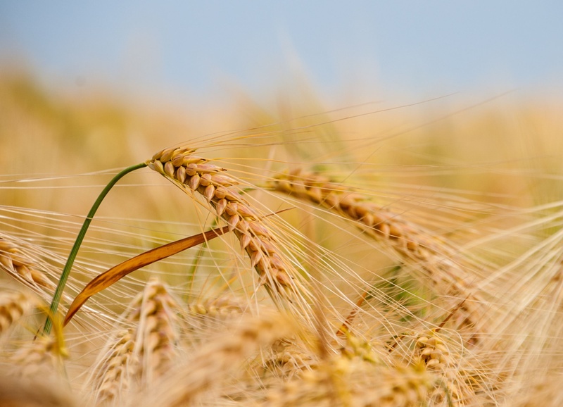 Seed or Feed: Choose Your Harvest