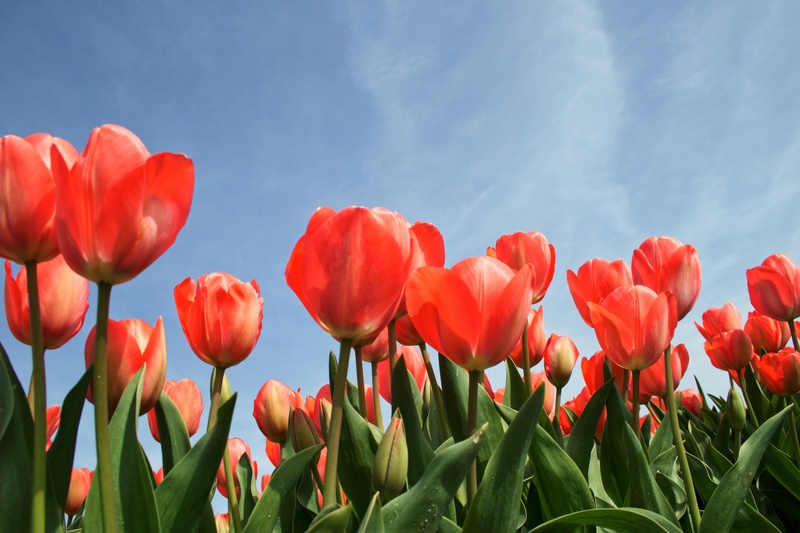Spring Clean Your Finances for a Prosperous Year!
