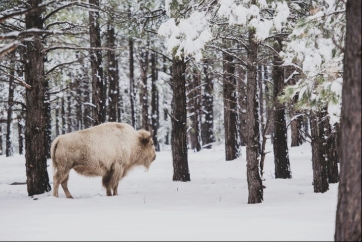 Bubbles & Buffalo