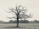 What tax issues are there when a spouse or parent dies?