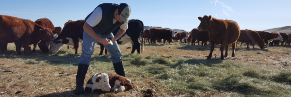 Ranch Retirement Planning: SEP-IRA vs Solo 401(k) for Cattle Operations