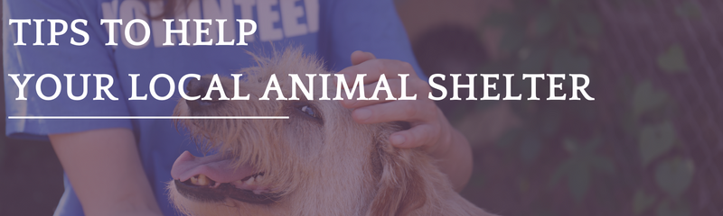 Tips to Help Your Local Animal Shelter