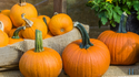 Celebrate Fall with These 5 Festivals