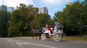 Horse Manure Crisis
