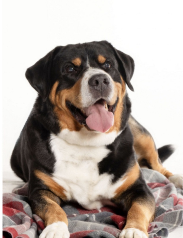 Chief Recreation Officer: Meet Brutus
