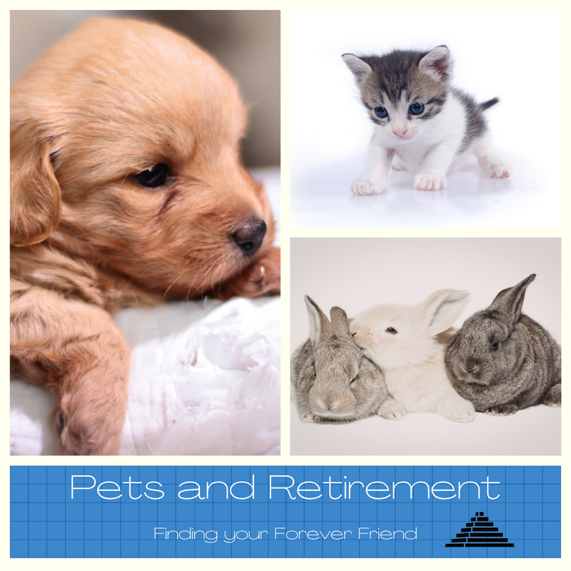 Pets and Retirement- Finding your Forever Friend