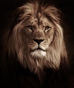 Keep Calm and Carry On: Behavioral Characteristics of Rational Investors