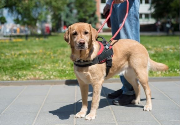 Disability Rights and Service Animals