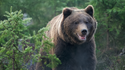 A Survival Guide for a Bear Market