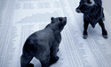 A Survival Guide for a Bear Market