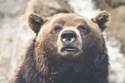 What is a Bear Market?