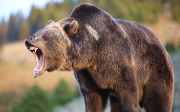 What Does a Hungry Bear Eat For Breakfast? Whatever it Wants!