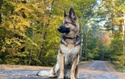 Pet Insurance