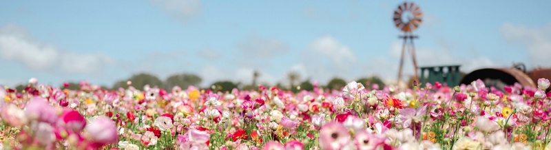 Mother’s Day Reflections: Honoring Care, Legacy, and the Plan That Supports Your Family