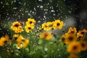 April Showers Bring May Flowers