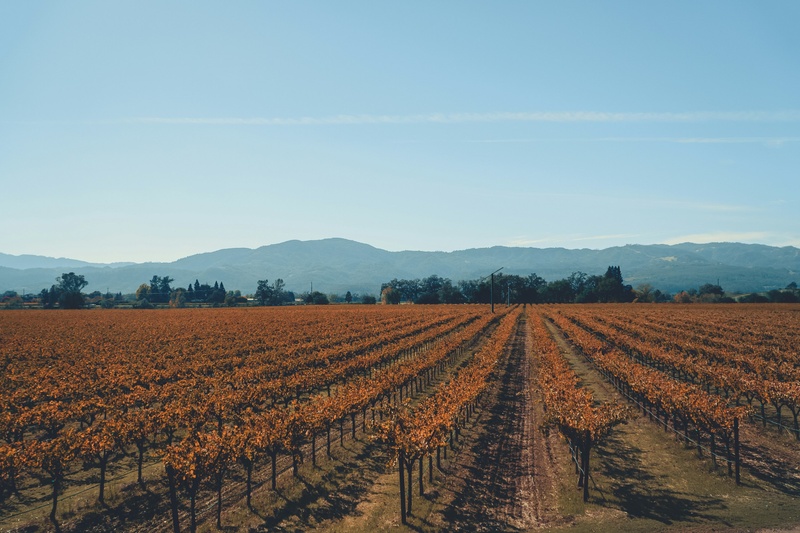 401(k) Strategies for a Secure Retirement in Napa Valley