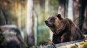 A Survival Guide for a Bear Market