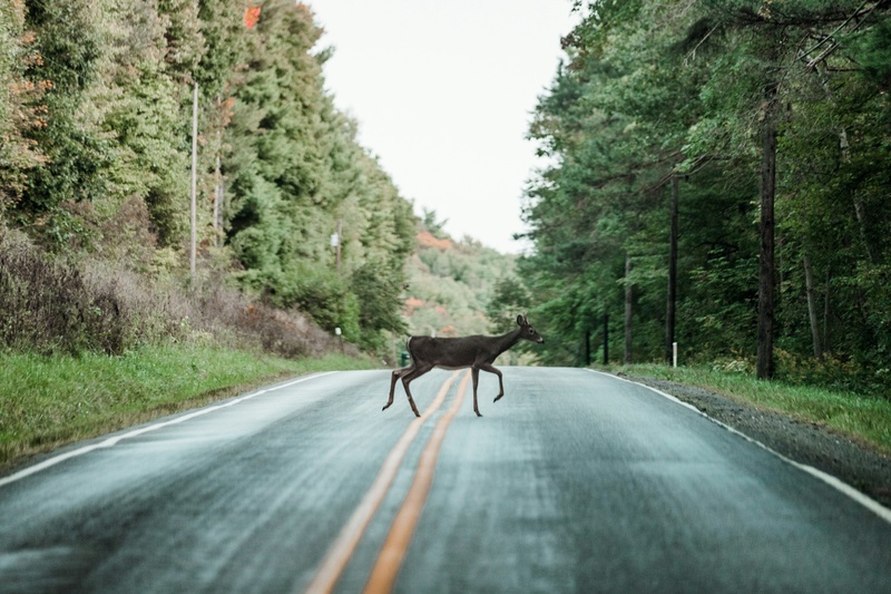 Oh Deer!